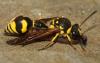 Eumenes subpomiformis
